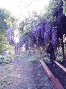 amys farm
